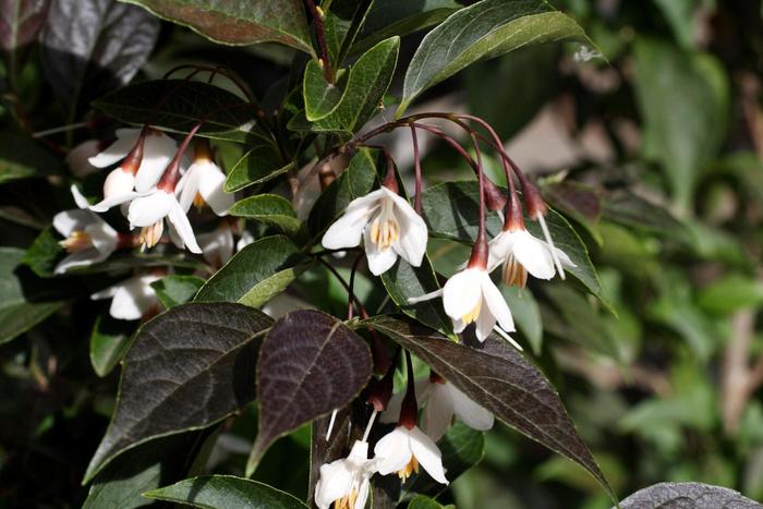 'Evening Light' Japanese Snowbell - Styrax japonicus from Paradise Acres Garden Center