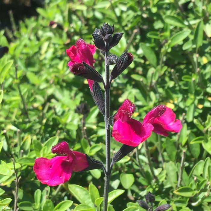 VIBE&reg; 'Ignition Fuchsia' - Salvia x jamensis from Paradise Acres Garden Center