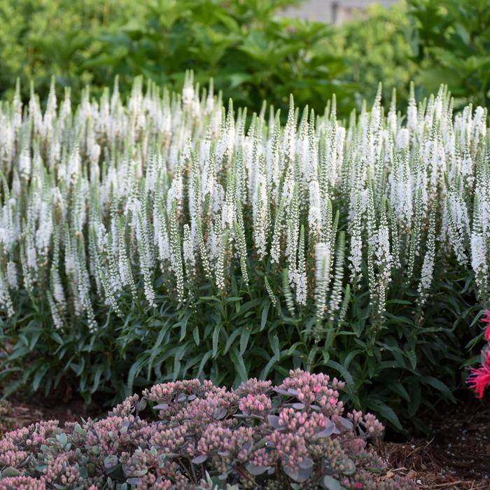 Magic Show&reg; 'White Wands' - Veronica (Spike Speedwell) from Paradise Acres Garden Center