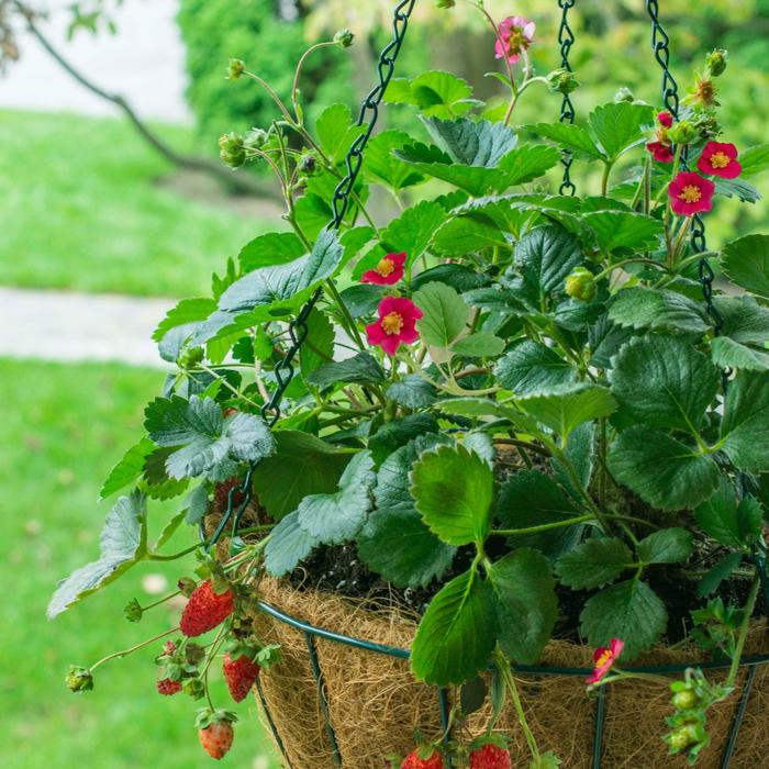 Bushel and Berry® 'Scarlet Belle™' - Fragaria x ananassa (Strawberry) from Paradise Acres Garden Center