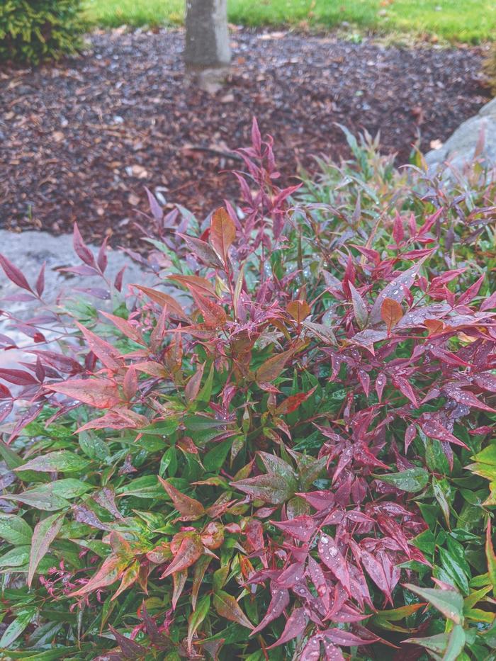 'Tuscan Flame' Heavenly Bamboo - Nandina domestica from Paradise Acres Garden Center