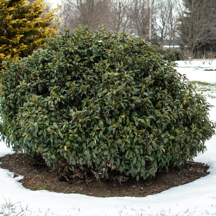 'Chestnut Hill' Cherry Laurel - Prunus laurocerasus from Paradise Acres Garden Center