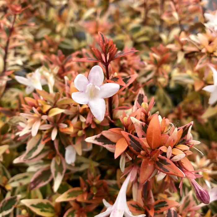 Suntastic™ 'Peach' - Abelia x grandiflora nana from Paradise Acres Garden Center