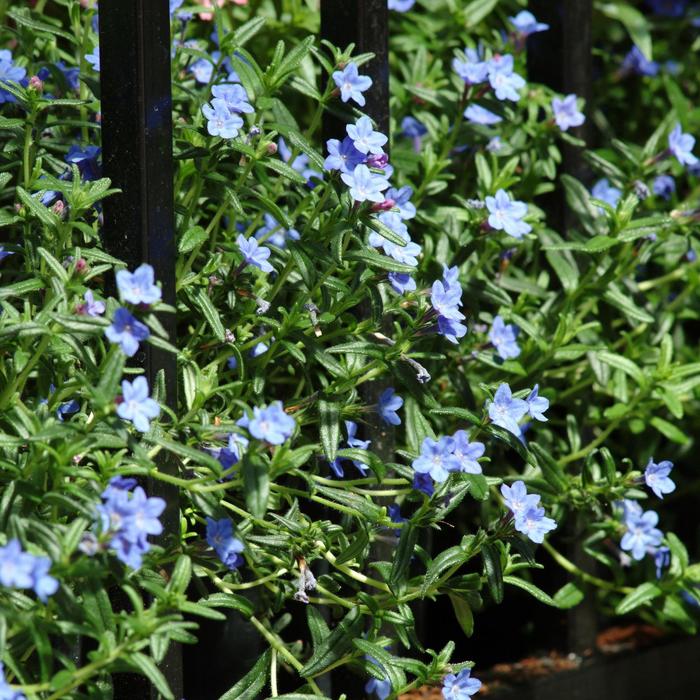 'Grace Ward' - Lithodora diffusa from Paradise Acres Garden Center