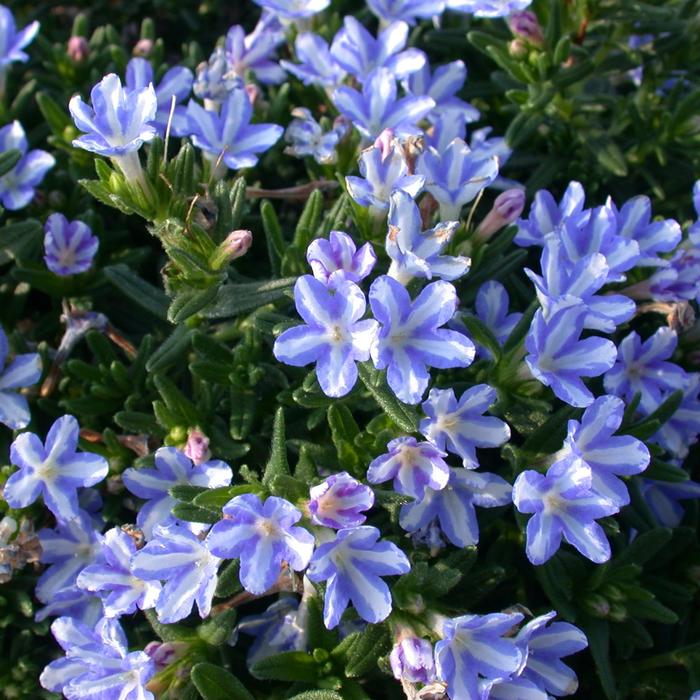 'White Star' - Lithodora diffusa from Paradise Acres Garden Center