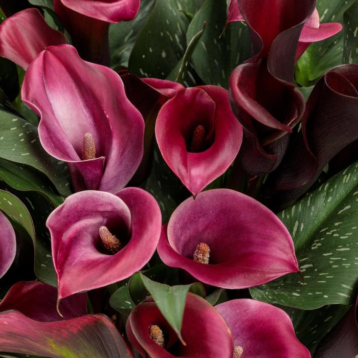 Be My&reg; 'Heart' - Zantedeschia (Calla Lily) from Paradise Acres Garden Center