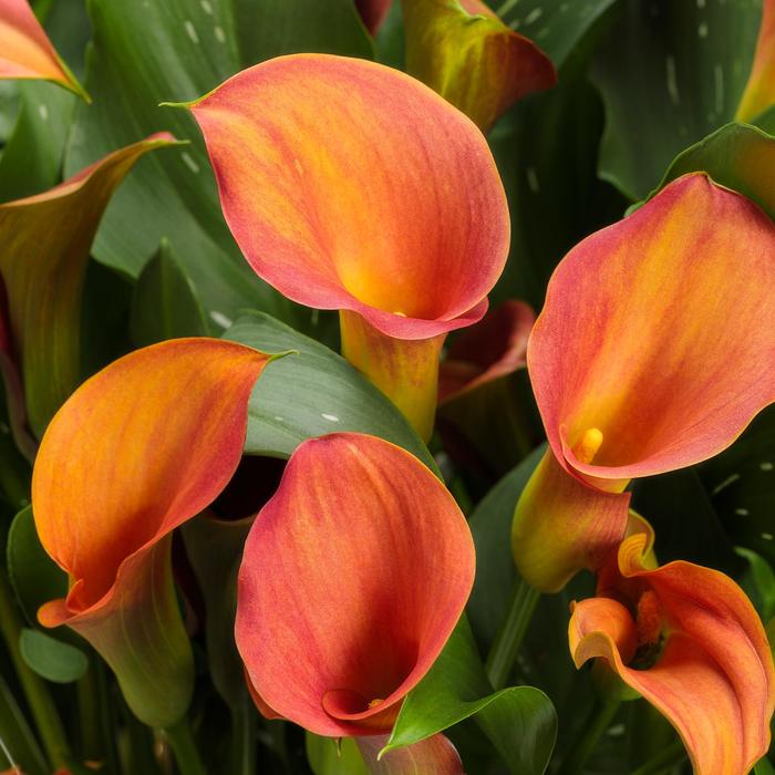 Be My&reg; 'Main Squeeze&trade;' - Zantedeschia (Calla Lily) from Paradise Acres Garden Center