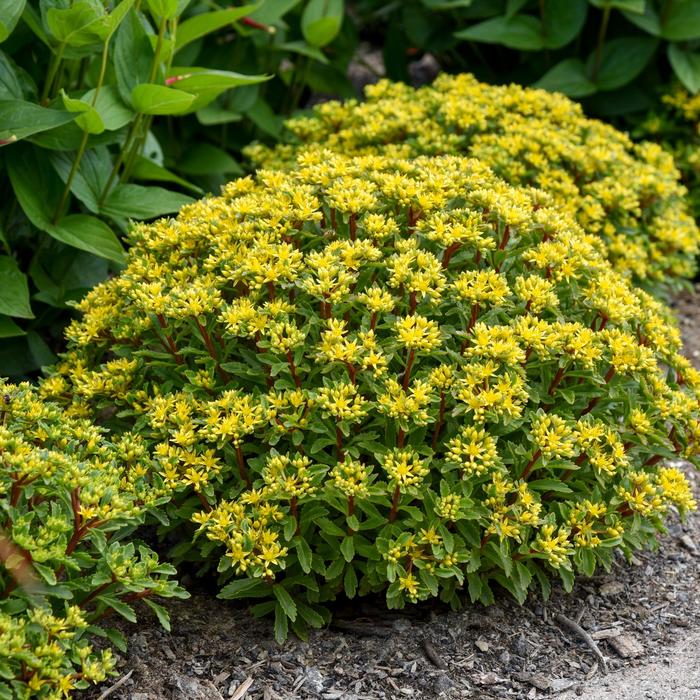 Rock 'N Round&trade; 'Bright Idea' - Sedum (Stonecrop) from Paradise Acres Garden Center