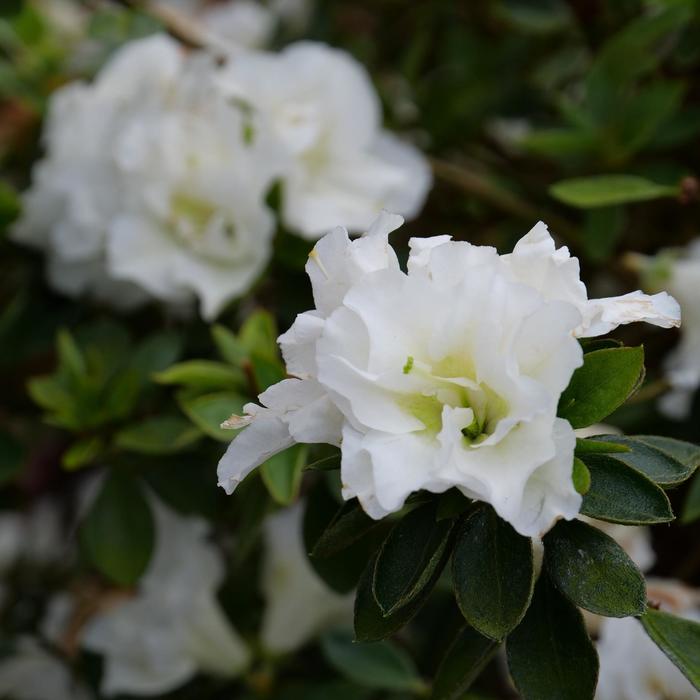 Perfecto Mundo&reg; 'Double White' - Rhododendron (Reblooming Azalea) from Paradise Acres Garden Center