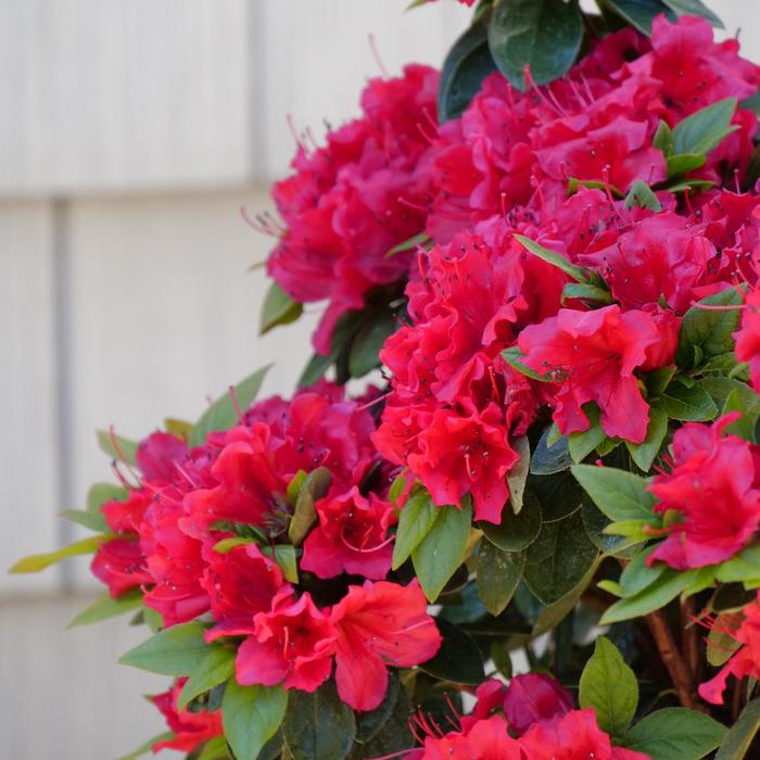 Perfecto Mundo&reg; 'Double Red' - Rhododendron (Reblooming Azalea) from Paradise Acres Garden Center