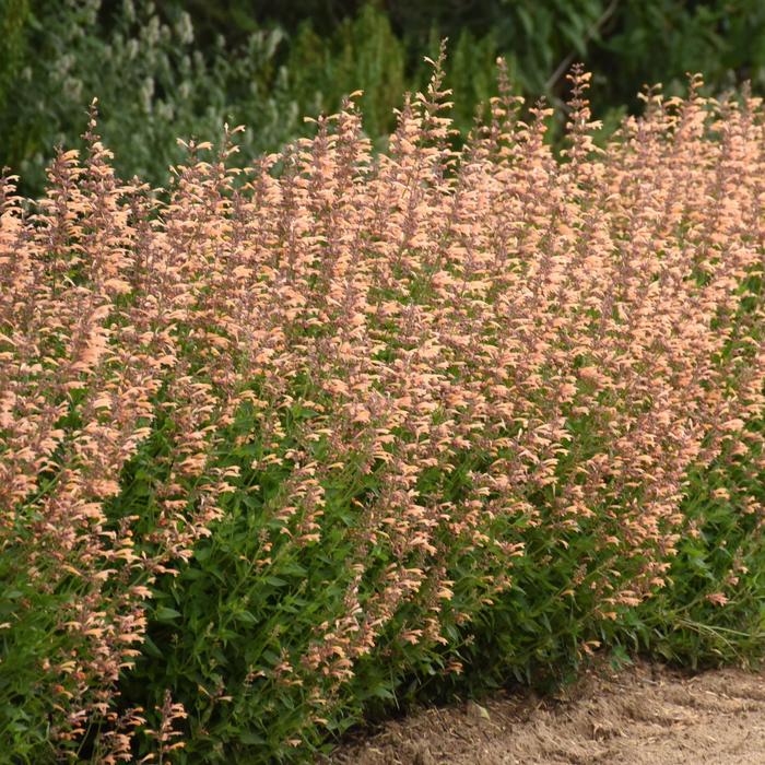 Meant to Bee&trade; 'Queen Nectarine' - Agastache (Hummingbird Mint) from Paradise Acres Garden Center