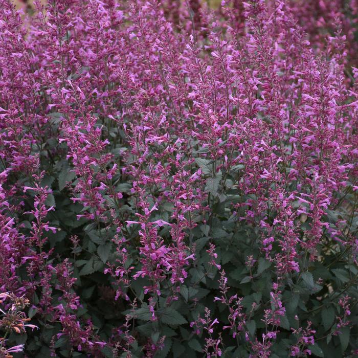 Meant to Bee™ 'Royal Raspberry' - Agastache (Hummingbird Mint) from Paradise Acres Garden Center