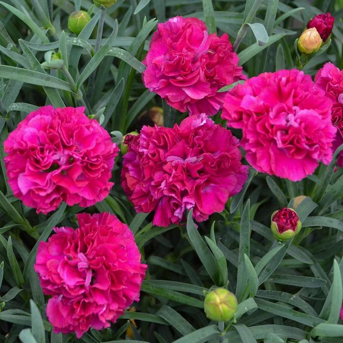 Fruit Punch&reg; Funky Fuchsia - Dianthus (Pinks) from Paradise Acres Garden Center