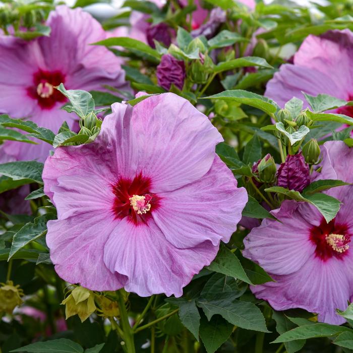 Summerific&reg; 'Lilac Crush' - Hibiscus (Hardy Hibiscus) from Paradise Acres Garden Center