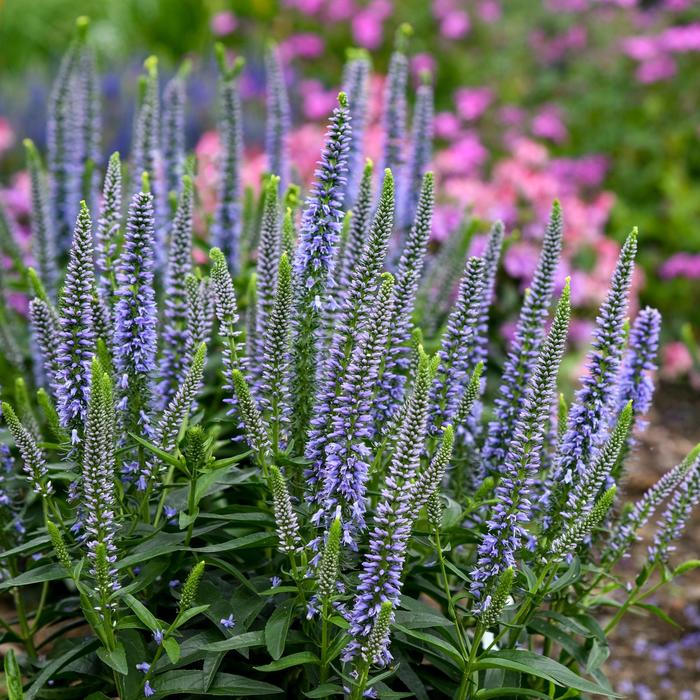 Magic Show&reg; 'Ever After' - Veronica (Spike Speedwell) from Paradise Acres Garden Center