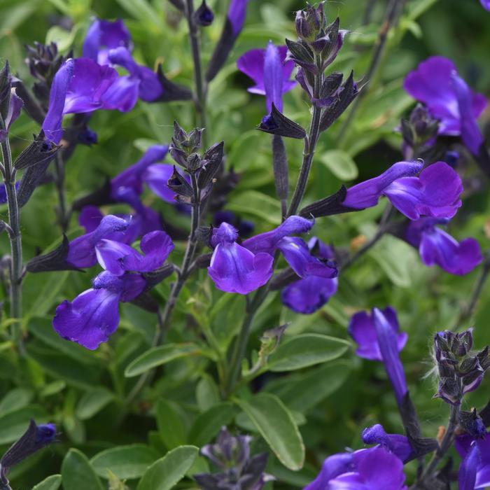 Mirage&trade; 'Blue' - Salvia greggii (Sage) from Paradise Acres Garden Center