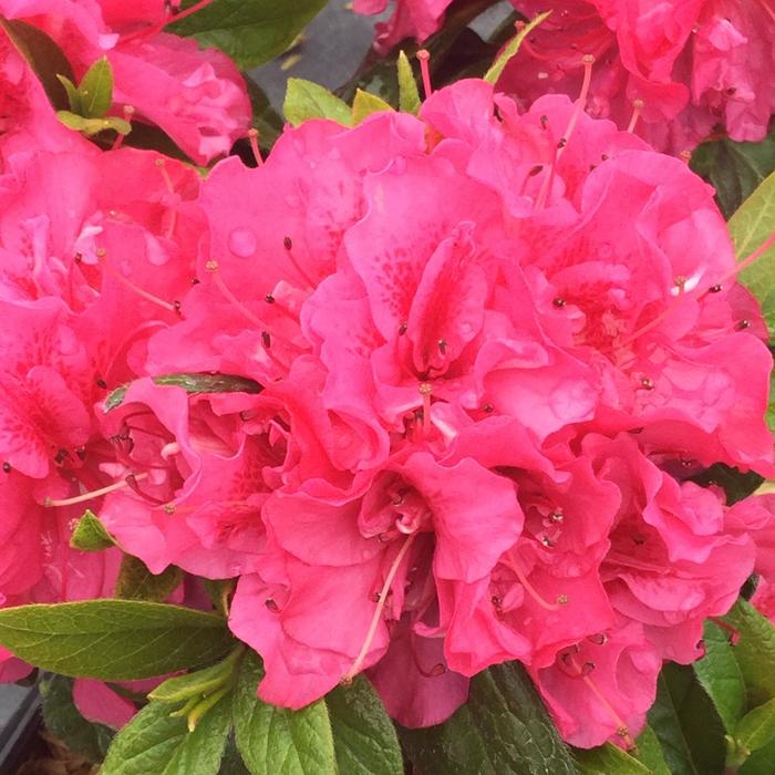Perfecto Mundo&reg; 'Double Dark Pink' - Rhododendron (Reblooming Azalea) from Paradise Acres Garden Center