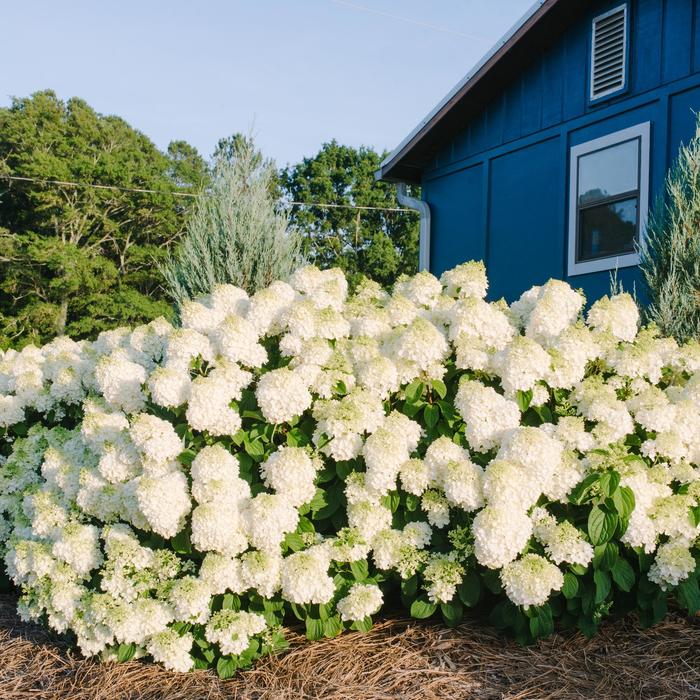 Little Hottie&reg; - Hydrangea paniculata from Paradise Acres Garden Center