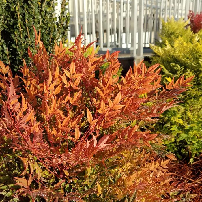 Cool Glow&reg; Peach - Nandina domestica (Heavenly Bamboo) from Paradise Acres Garden Center