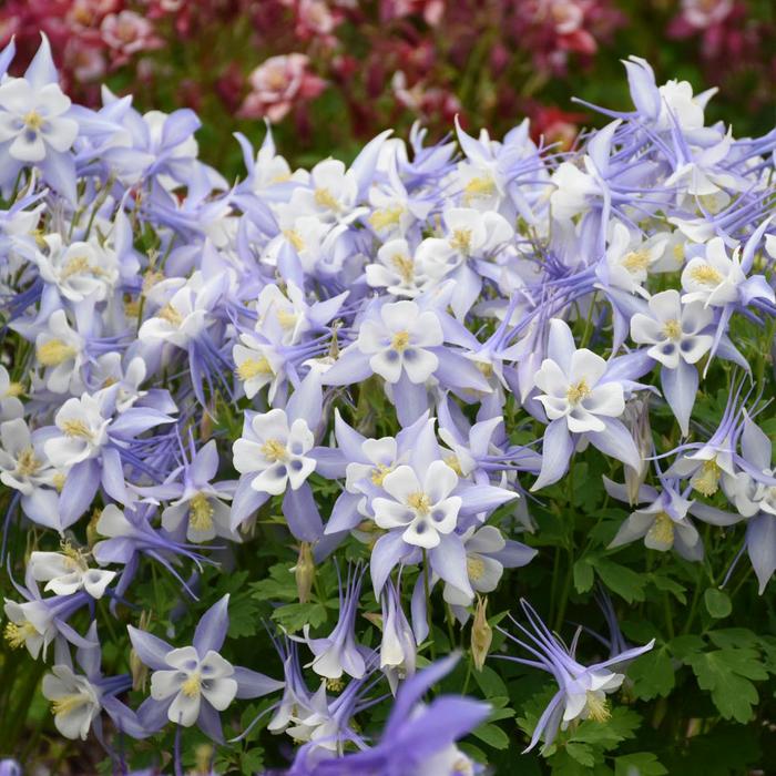 Kirigami&trade; 'Light Blue & White' - Aquilegia caerulea (Columbine) from Paradise Acres Garden Center