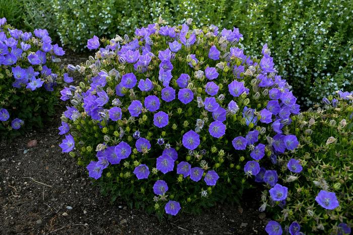 'Rapido Blue' Bellflower - Campanula carpatica from Paradise Acres Garden Center