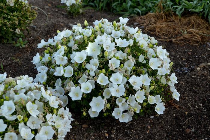 'Rapido White' Bellflower - Campanula carpatica from Paradise Acres Garden Center