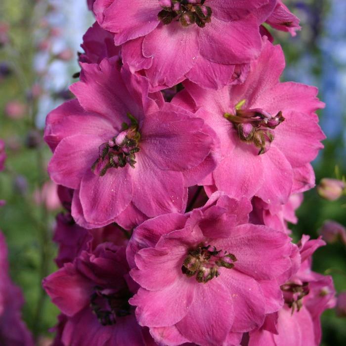 New Millennium&trade; 'Pink Punch' - Delphinium elatum from Paradise Acres Garden Center