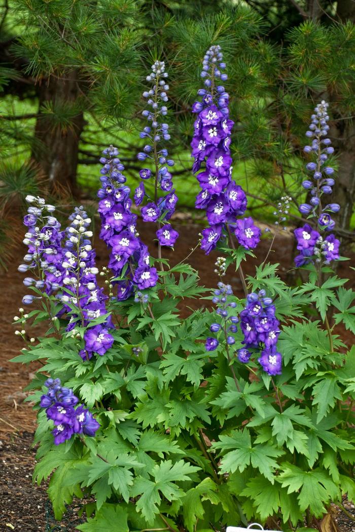 New Millennium&trade; 'Purple Passion' - Delphinium elatum (Larkspur) from Paradise Acres Garden Center