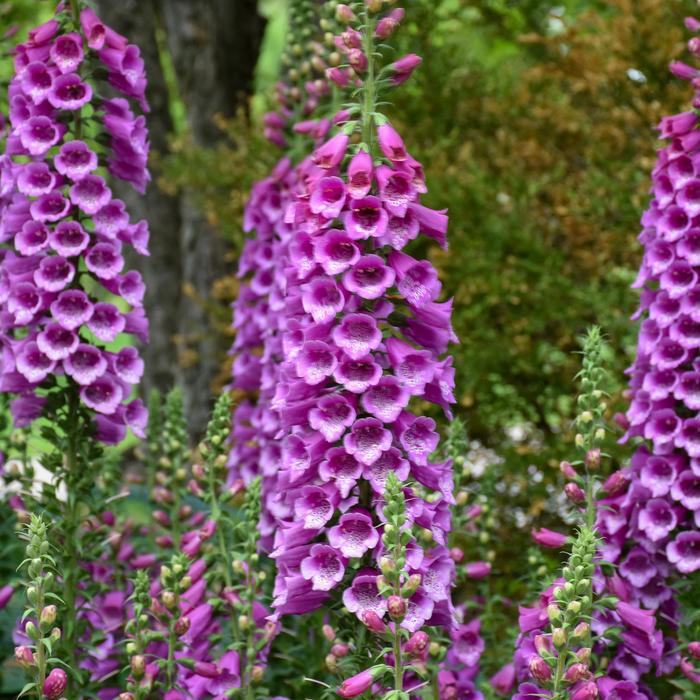 'Dalmatian Purple' Foxglove - Digitalis purpurea from Paradise Acres Garden Center