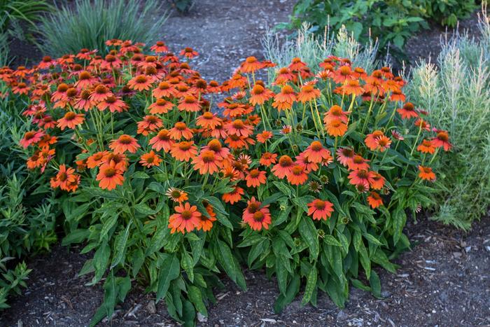 Sombrero&reg; 'Adobe Orange' - Echinacea (Coneflower) from Paradise Acres Garden Center