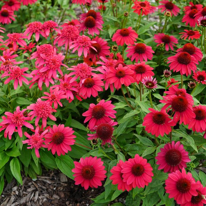 Sombrero&reg; 'Baja Burgundy' - Echinacea (Coneflower) from Paradise Acres Garden Center