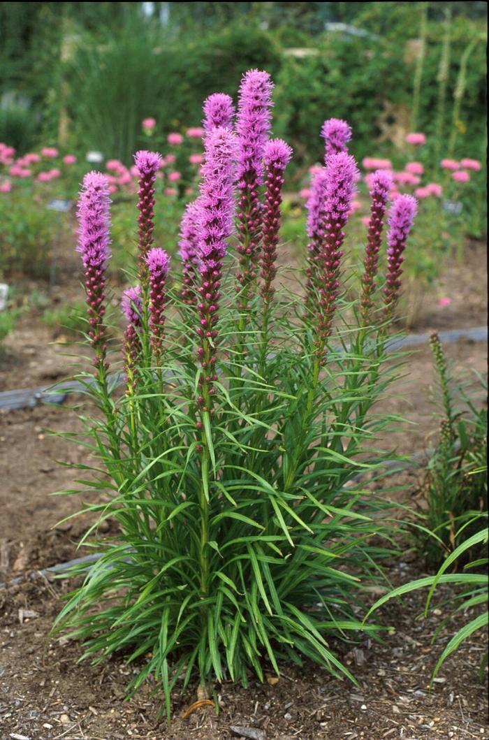 'Kobold' Blazing Star - Liatris spicata from Paradise Acres Garden Center
