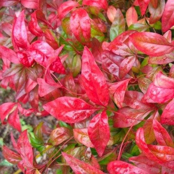 'Firepower' Heavenly Bamboo - Nandina domestica from Paradise Acres Garden Center