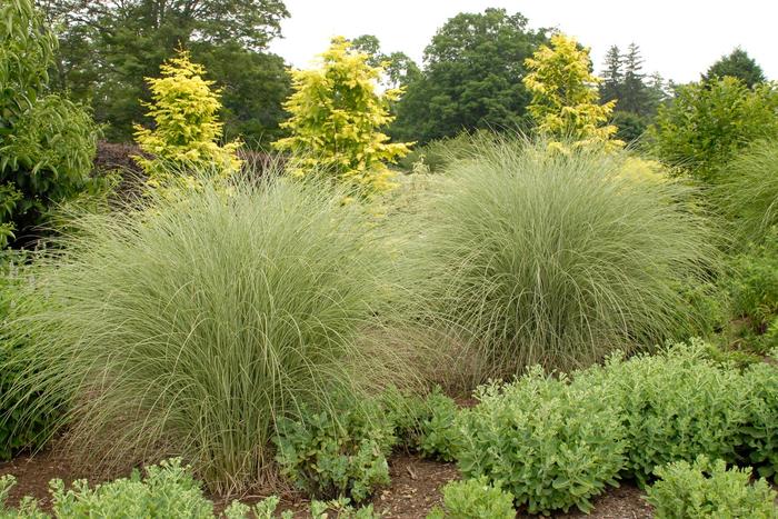 'Morning Light' Maiden Grass - Miscanthus sinensis from Paradise Acres Garden Center