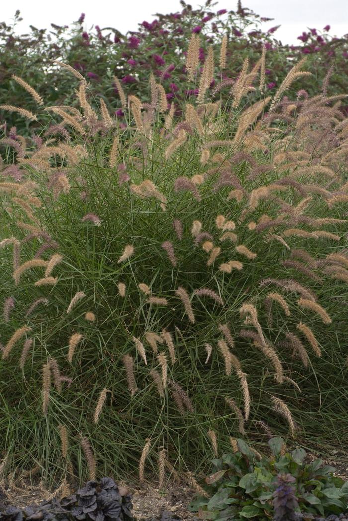 'Karley Rose' Oriental Fountain Grass - Pennisetum orientale from Paradise Acres Garden Center