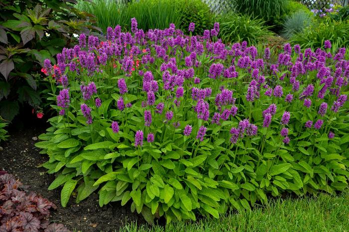 'Hummelo' Betony - Stachys monieri from Paradise Acres Garden Center