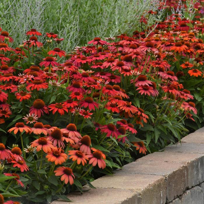 Artisan&trade; 'Ombre Red' - Echinacea (Coneflower) from Paradise Acres Garden Center