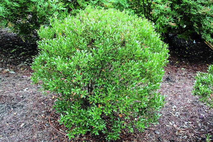 'Shamrock' Inkberry - Ilex glabra from Paradise Acres Garden Center