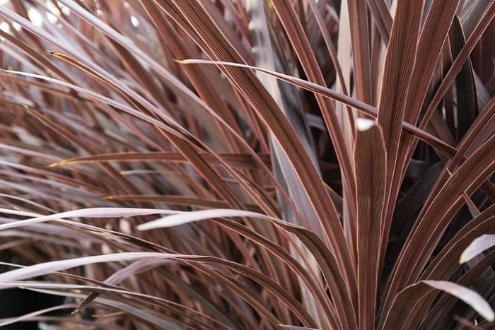 'Red Star' - Cordyline australis from Paradise Acres Garden Center