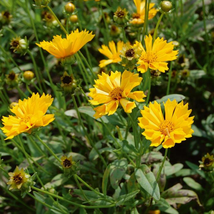 'Jethro Tull' Tickseed - Coreopsis grandiflora from Paradise Acres Garden Center