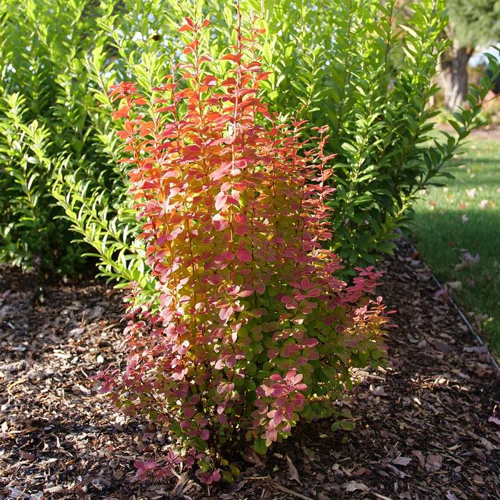 Sunjoy Orange Pillar&reg; Barberry - Berberis thunbergii from Paradise Acres Garden Center