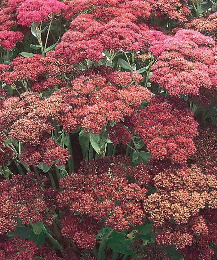 'Autumn Joy' Stonecrop - Sedum spectabile from Paradise Acres Garden Center