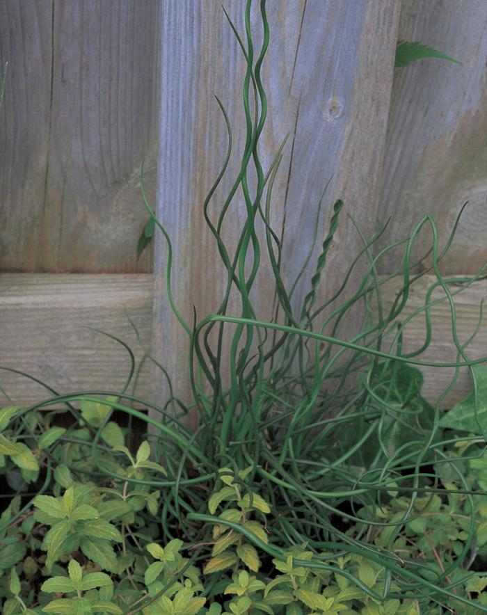 ''Spiralis'' Corkscrew Rush - Juncus effusus from Paradise Acres Garden Center