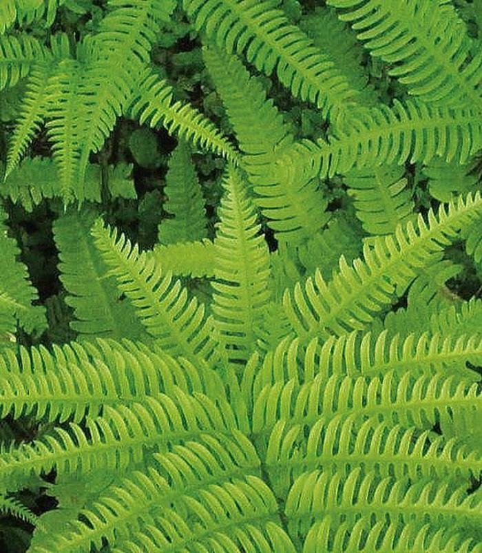 Soft Shield Fern - Polystichum setiferum from Paradise Acres Garden Center