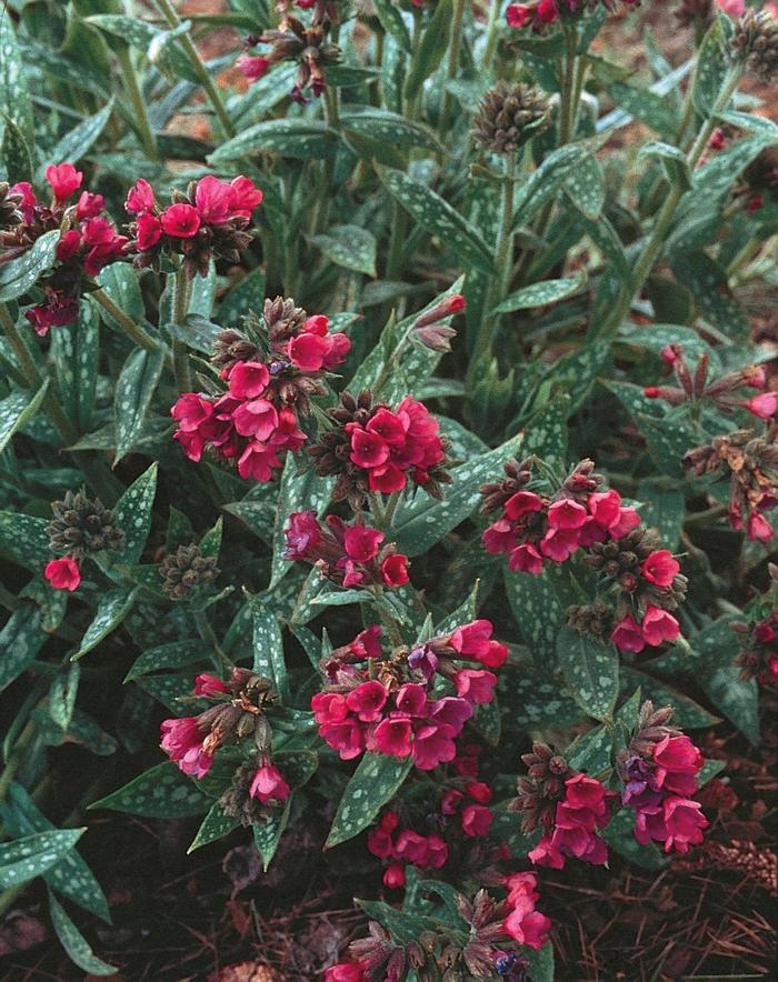 ''Raspberry Splash'' Lungwort - Pulmonaria longifolia from Paradise Acres Garden Center