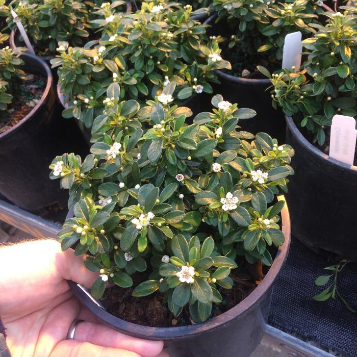 'Emerald Sprite' - Cotoneaster x suecicus from Paradise Acres Garden Center