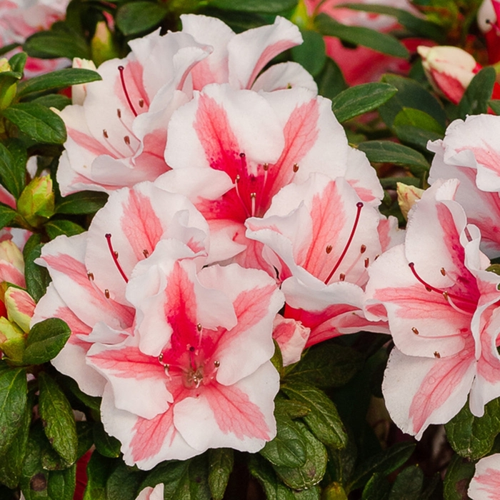 Encore® 'Autumn Ivory®' - Rhododendron (Azalea) from Paradise Acres Garden Center