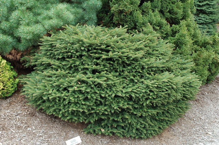 'Nidiformis' Bird's Nest Spruce - Picea abies from Paradise Acres Garden Center