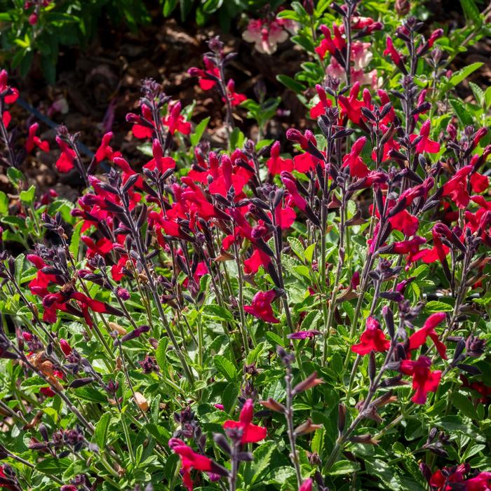 VIBE&reg; 'Ignition Cranberry' - Salvia x jamensis from Paradise Acres Garden Center