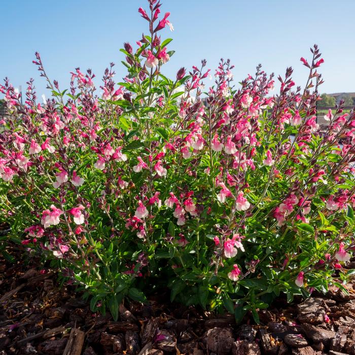 VIBE&reg; 'Ignition Sunrise' - Salvia x jamensis from Paradise Acres Garden Center
